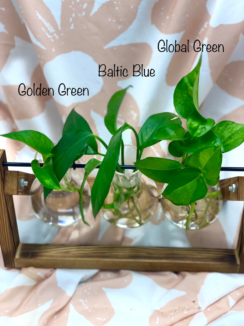 Mystery Pothos Bundle MYSTERY Gift Pothos Cutting Bundle pack of 3 image 2