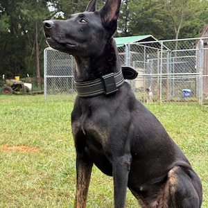 Könnte beinhalten: Ein schwarzer Hund mit braunen Markierungen an den Beinen und einem dunklen Halsband mit einem rechteckigen Gerät. Der Hund sitzt auf grünem Gras, mit einem Maschendrahtzaun und Bäumen im Hintergrund. Der Hund schaut nach oben.