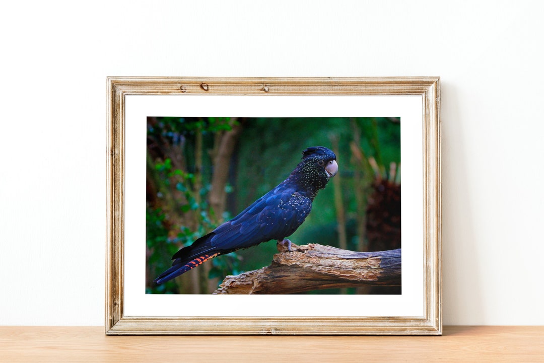 Australian Black Cockatoo Print Wildlife Wall Art Nature Decor Stunning — free download