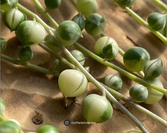 Collier de perles panaché | Fraîchement coupée | Collier de perles | Chaîne d'objets | Bibelots rowleyanus | Plante vivante à multiplication