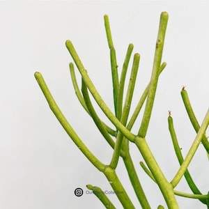 Pencil Cactus Euphorbia tirucalli Fresh Cutting | FireStick | ModernSucculent | Spend 50+ get 15 percent off | Spend 100+ get 25 percent off