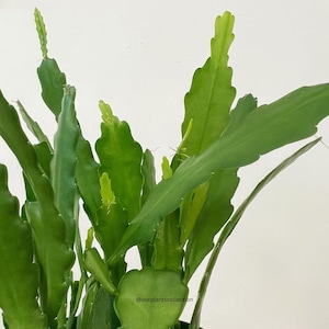 Epiphyllum Beavertail Cactus Fresh Cutting | Fern leaf Orchid | Orchid cactus | Spend 50+ get 15 percent off | Spend 100+ get 25 percent off