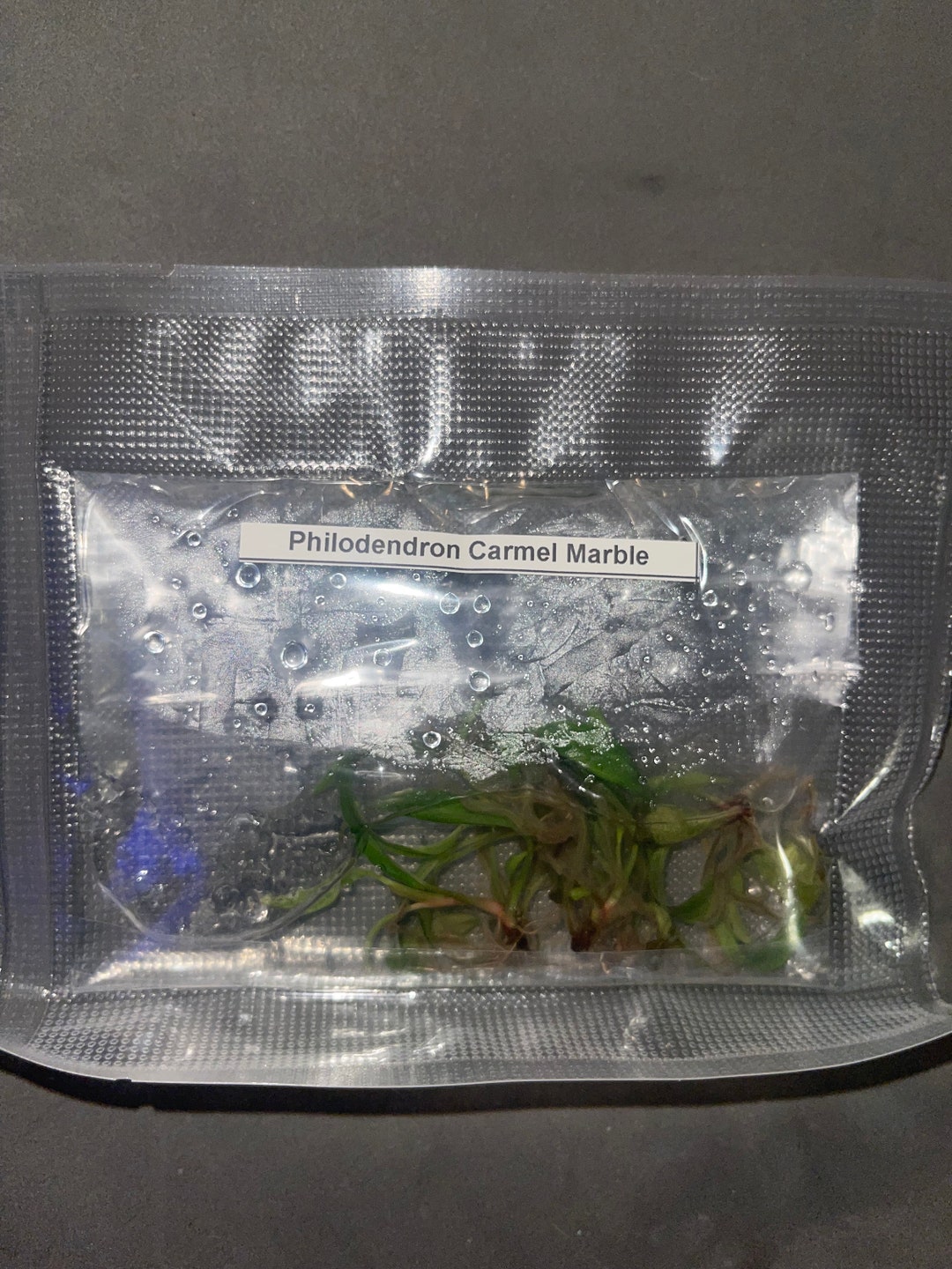 Tissue Culture Philodendrons Etsy