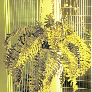 May include: A green crocheted fern plant hanging from a chain with white beads. The plant is in a white pot and is hanging in front of a white and green lattice.