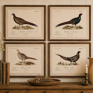 Op de afbeelding: Vier ingelijste vintage vogelprints. Elke print toont een gedetailleerde illustratie van een fazant, met wetenschappelijke namen en beschrijvingen. De frames zijn bruin en de prints hebben een crèmekleurige achtergrond.