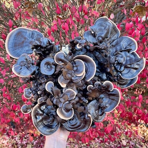 May include: A large cluster of dark brown and cream-colored mushrooms with a glossy finish. The mushrooms are arranged in a circular pattern and have a slightly wavy texture.
