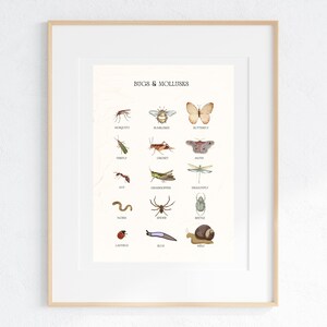 Educational Bugs Poster, Insects Print, Vintage Watercolor, Printable Wall Art, Montessori Homeschool, Classroom Decor, DIGITAL DOWNLOAD