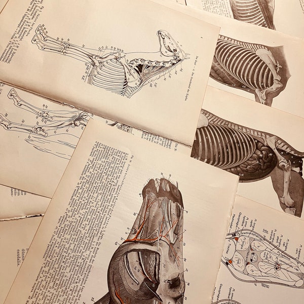 12 pieces of real vintage 1914. horse anatomy pictures / vintage brown paper bundle for hanging or scrapbooking