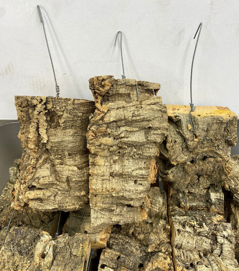 Cork Bark Orchid Mount Plant Hanger Cork Bark Hanger Etsy