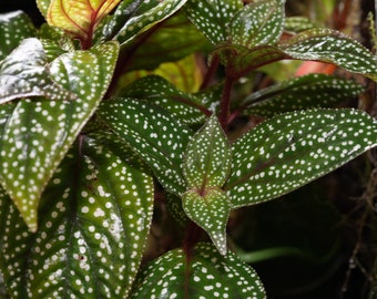 Sonerila aff. Heterostamon (White Spot) Tropical Vivarium Terrarium Plant Cutting - Bioactive Dart Frog Plant