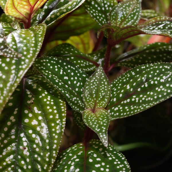 Sonerila aff. Heterostamon (White Spot) Tropical Vivarium Terrarium Plant Cutting - Bioactive Dart Frog Plant