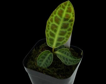 Labisia Sp. Turtle Back, From Southeast Asia, Terrarium Plant, 2