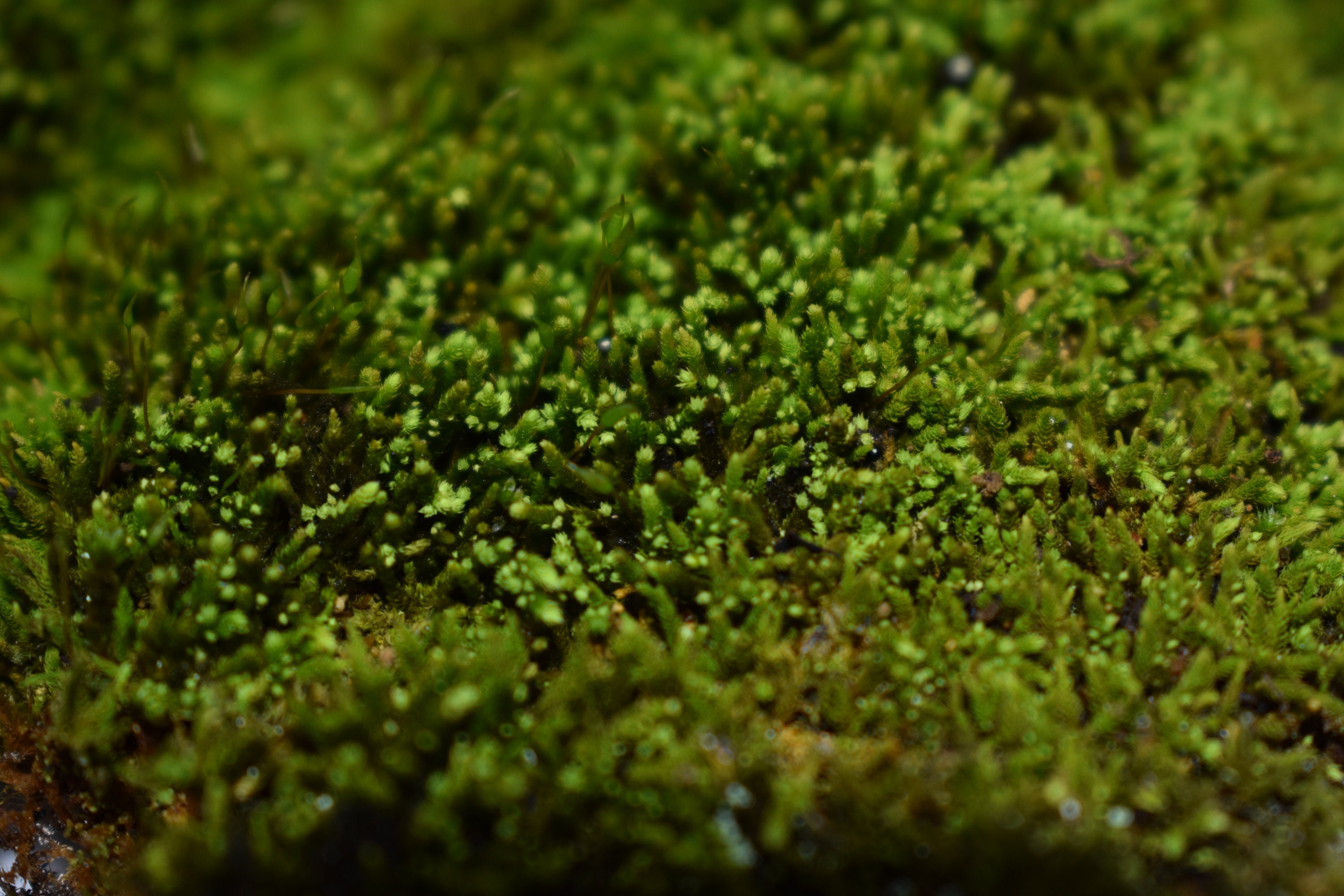 Sphagnum Peat Moss (Organic) 1 Gallon