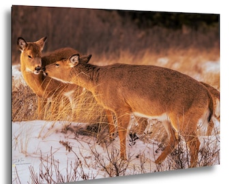 Winter Whispers Deer Photography Print – Wildlife Wall Art,