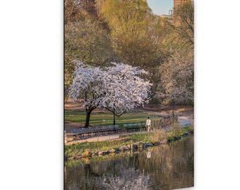 Central Park Cherry Blossoms Print