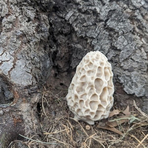 Morel Mushroom Geocache Container: Waterproof Log, Nature Lover Gift