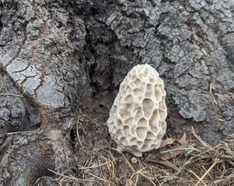 Morel Mushroom Geocache Container: Waterproof Log, Nature Lover Gift