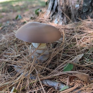 Bolete Mushroom Geocache Container: Waterproof Log, Nature Lover Gift