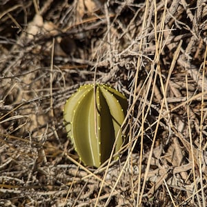 Cactus Geocache Container: Waterproof Log, string spike