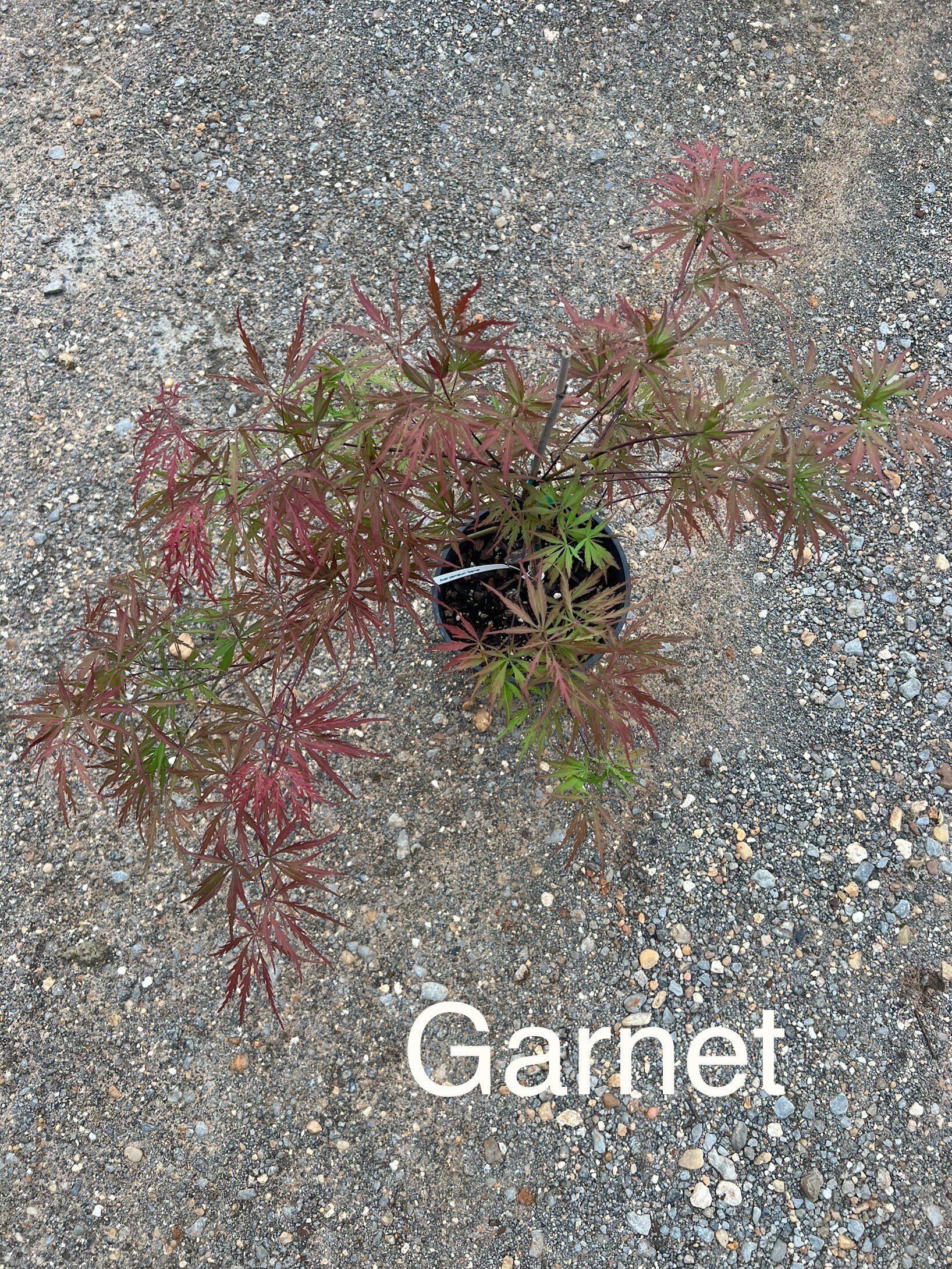 Grafted Japanese Maple Etsy