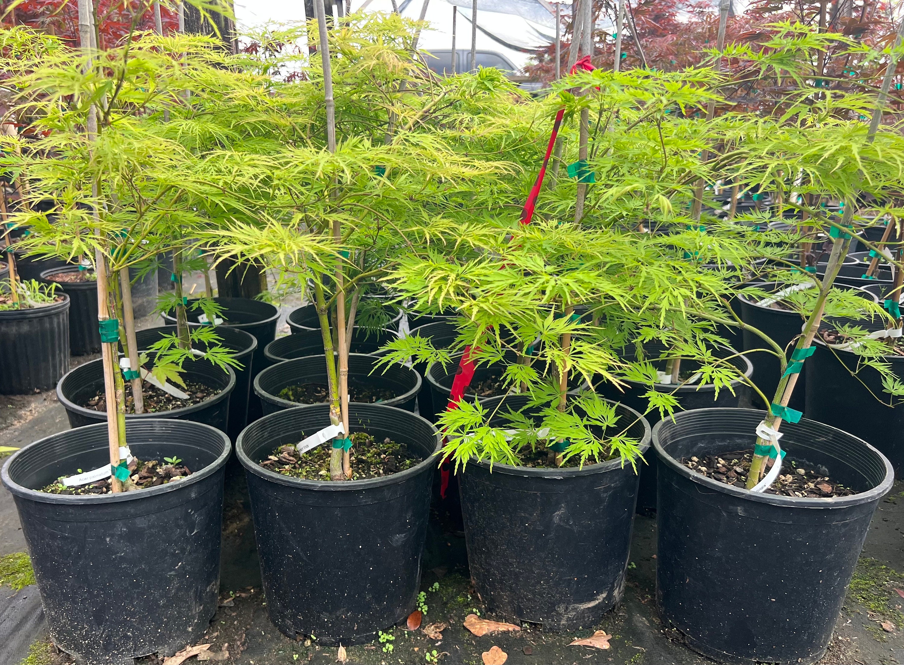 Grafted Japanese Maple Etsy