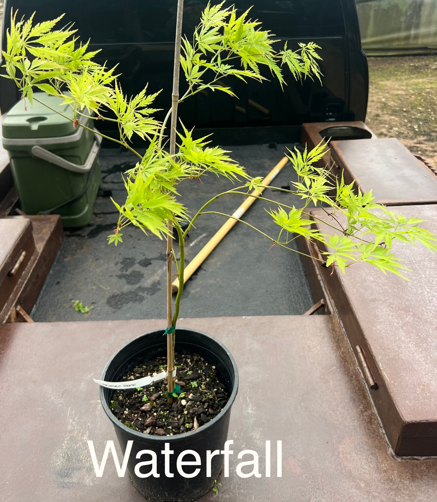 Grafted Japanese Maple Etsy