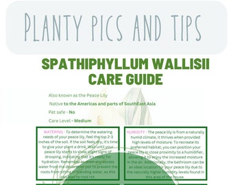 Peace Lily care guide plant care information sheet peace lily plant guide plant sheet plant template for beginners houseplant care planner