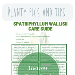 Peace Lily care guide plant care information sheet peace lily plant guide plant sheet plant template for beginners houseplant care planner