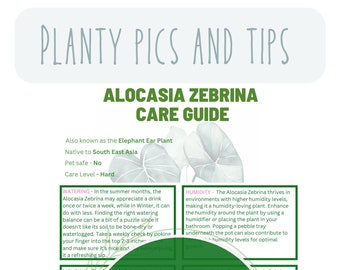Guía de cuidado de plantas de Alocasia Zebrina para el cuidado de plantas de interior para sus guías de cuidado de plantas de interior para principiantes