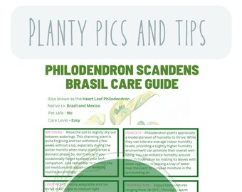 Philodendron scandens Brasil care guide Philodendron plant care Philodendron houseplant care Plant care tracker Plant care tips Houseplant