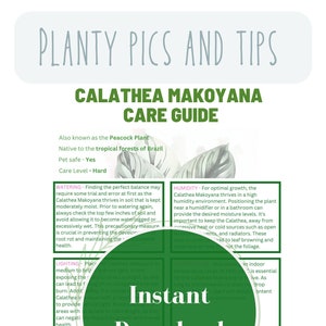 Calathea Makoyana plant care guide to houseplant care for your houseplant planners for beginners guides to Calatheas care infromation