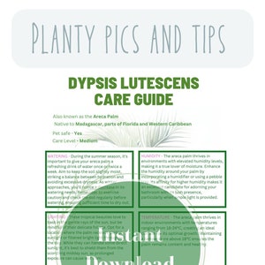 Areca palm care guide palm plant care Areca houseplant care for beginners palm plant care plant care planner