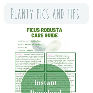 Rubber plant care guide plant care for beginners plant guide caring for your houseplants ficus robusta indoor plant care guides plant care