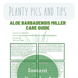 Guía de cuidados de aloe barbadensis miller guía de cuidados de plantas cuidados de aloe vera hoja de cuidados de plantas cuidado completo de las plantas