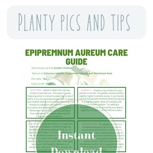 Guide d'entretien des pothos Guide d'entretien essentiel des plantes Pothos Maîtriser l'Epipremnum aureum Cartes d'étiquettes d'entretien des plantes Prospérer avec votre pothos doré