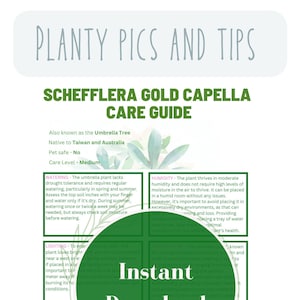 Schefflera Gold Capella Umbrella plant care Guide houseplant guides to plant planner houseplant care