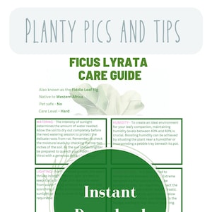 Könnte beinhalten: Eine grün-weiße Infografik mit dem Titel "Ficus Lyrata Pflegeanleitung". Die Infografik bietet Informationen zu Bewässerung, Luftfeuchtigkeit, Beleuchtung und den Bodenansprüchen für die Ficus Lyrata Pflanze.