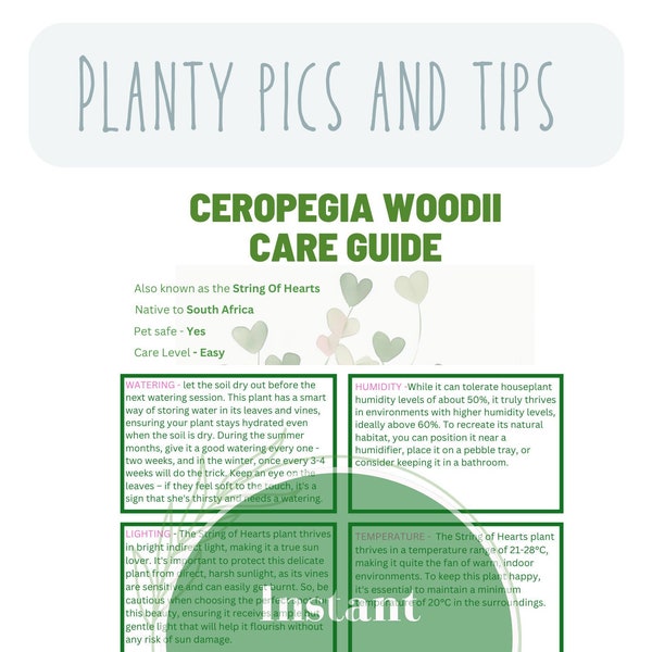 String of hearts care guide houseplant care guide for houseplant beginners guides to houseplant planner plant care guide Ceropegia woodii