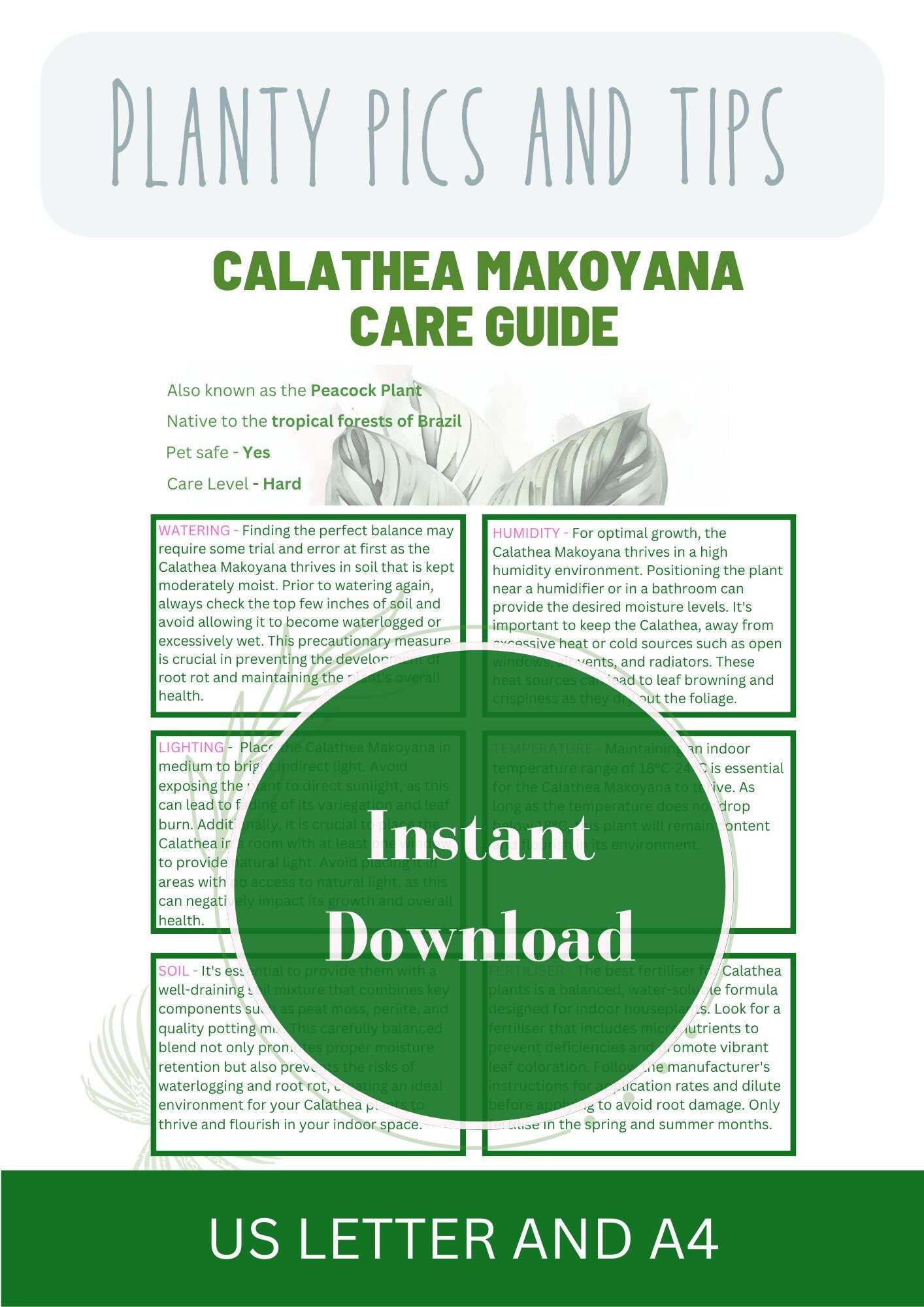 Calathea Makoyana Plant Care Guide to Houseplant Care for Your Houseplant  Planners for Beginners Guides to Calatheas Care Infromation - Etsy