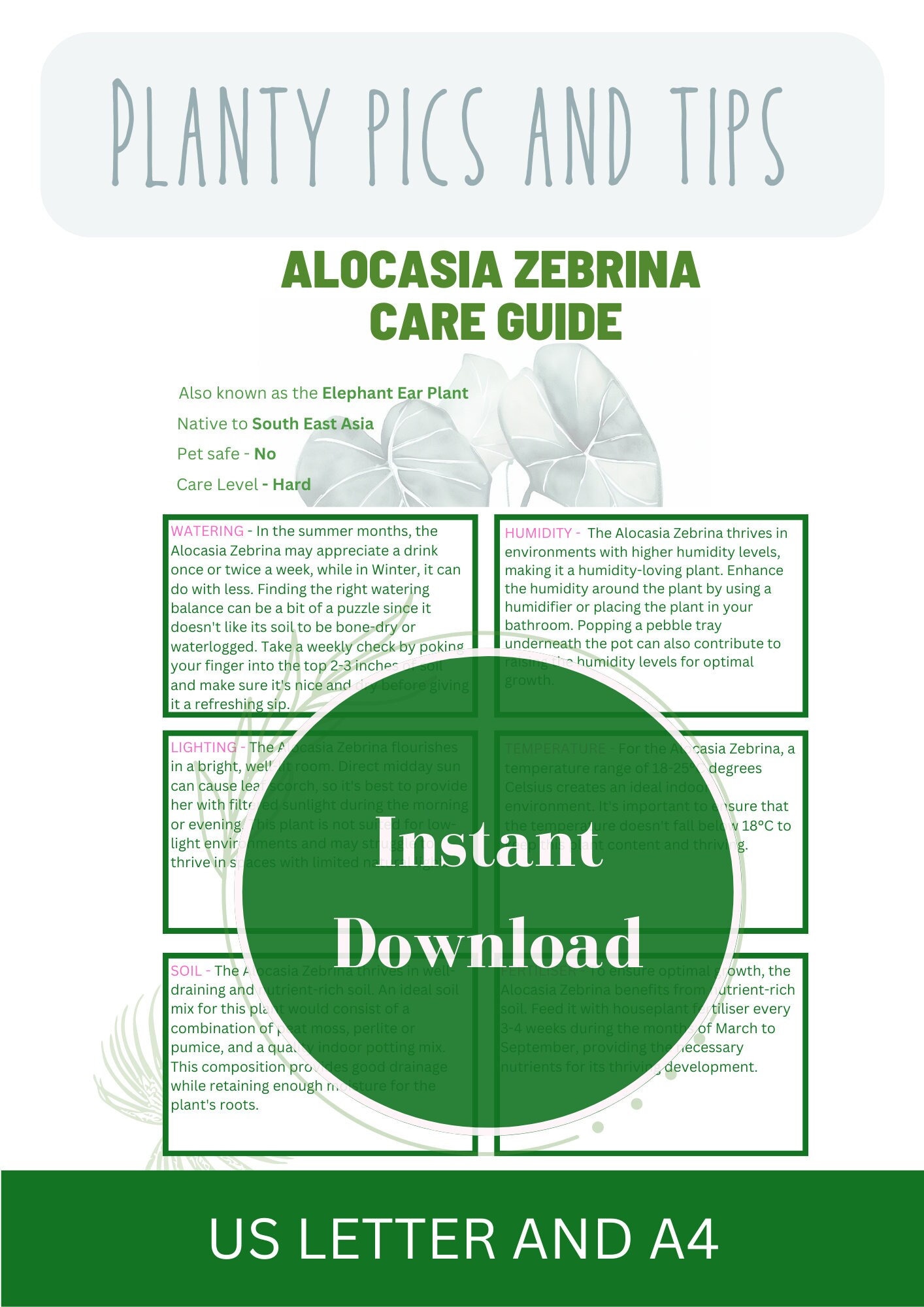 Alocasia Zebrina Plant Care Guide to Houseplant Care for Your Houseplant  Care Guides for Beginners - Etsy
