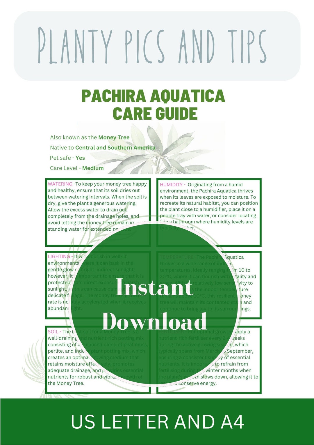 Money Tree Care Guide PACHIRA AQUATICA Plant Guide Complete Houseplant ...