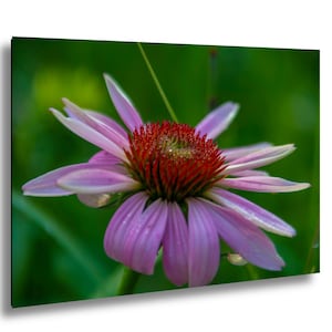 Wild Purple Coneflower Floral Nature Photography Print – Scenic Landscape Wall Art for Modern Home Décor