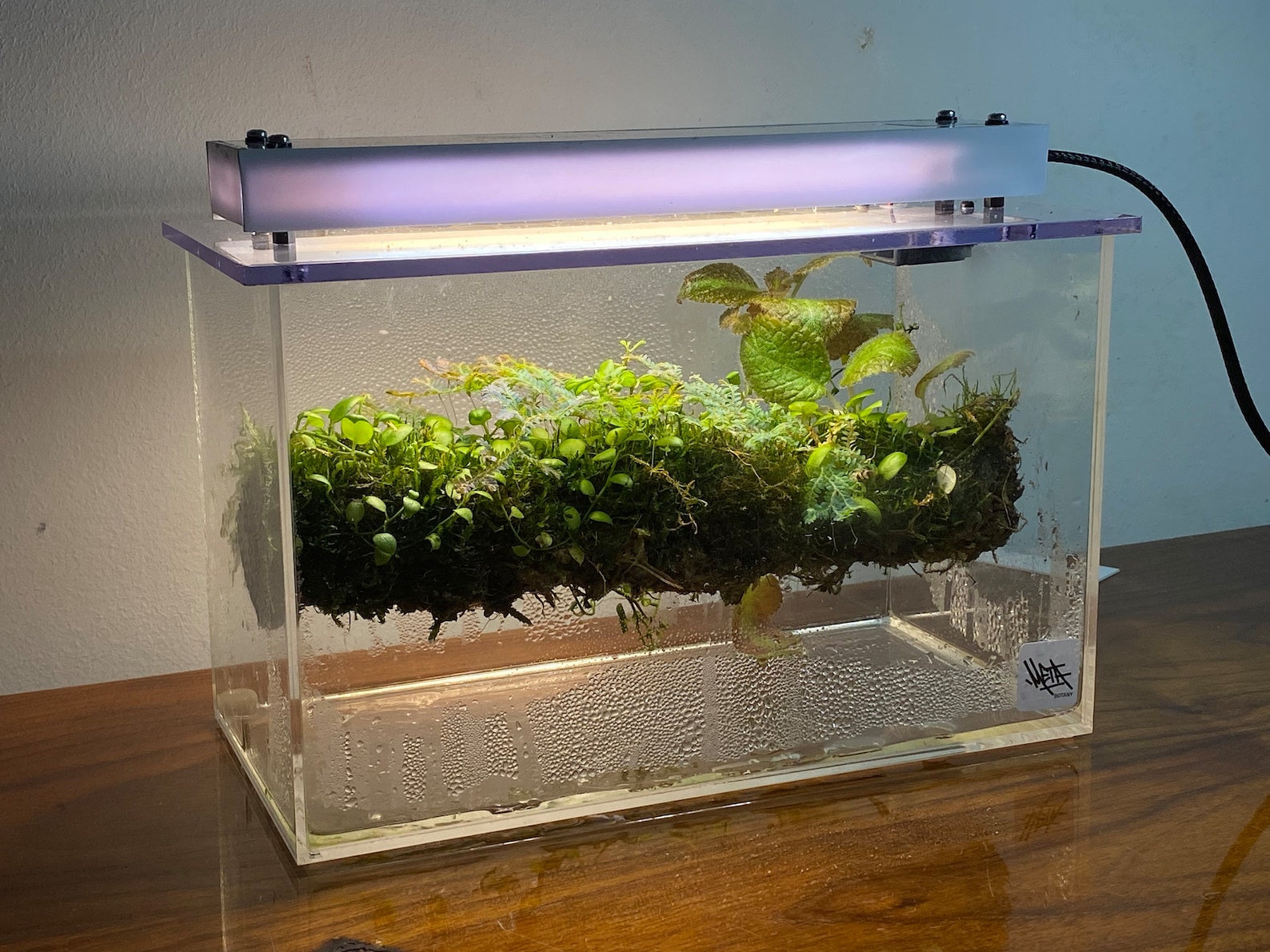 Mini Smart Terrarium - Metabotany Biome Box - Etsy
