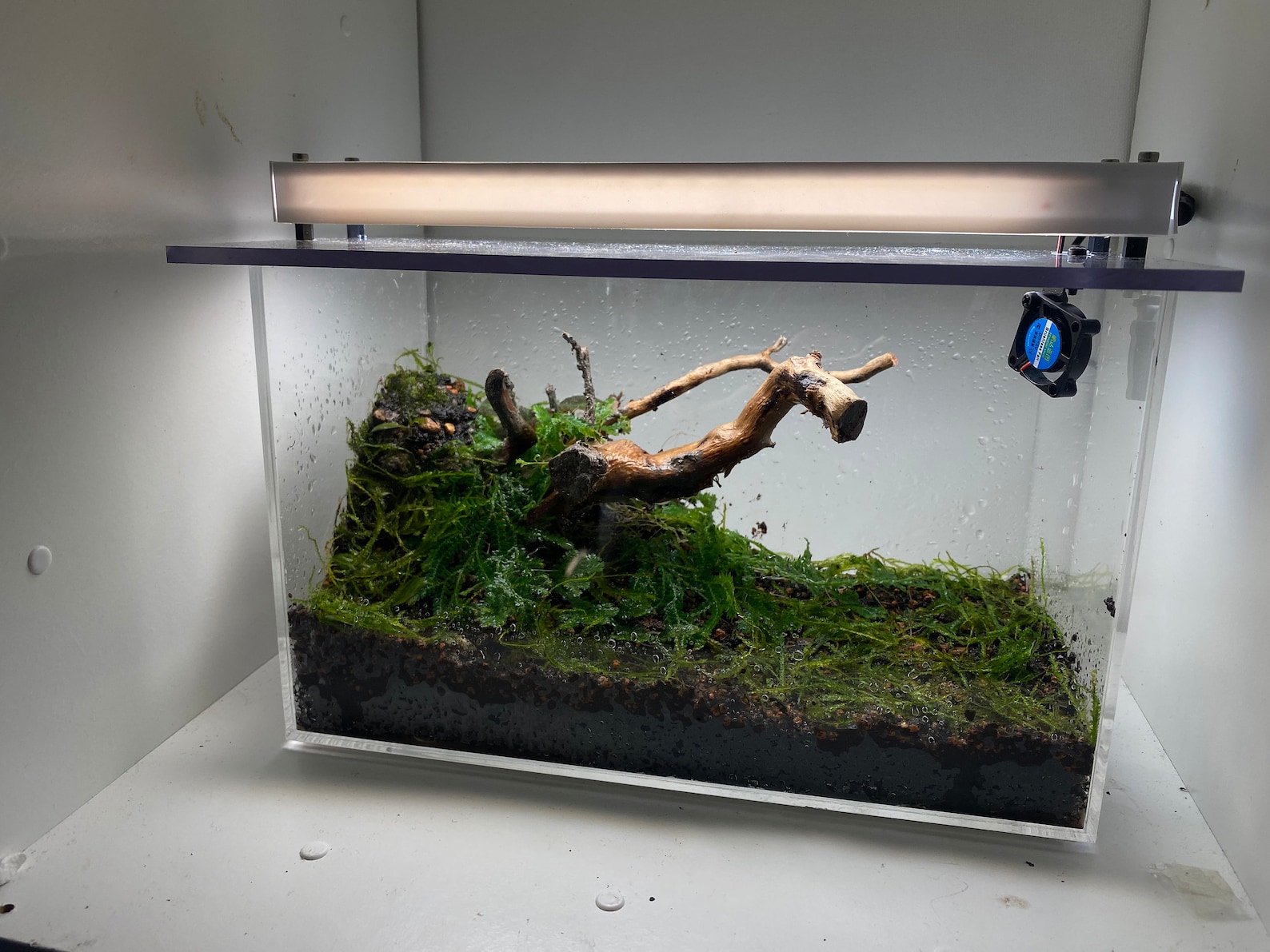 Mini Smart Terrarium - Metabotany Biome Box - Etsy