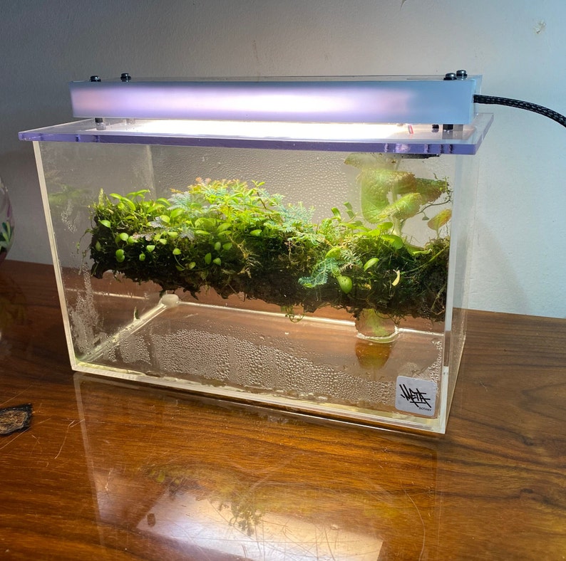 Mini Smart Terrarium - Metabotany Biome Box - Etsy
