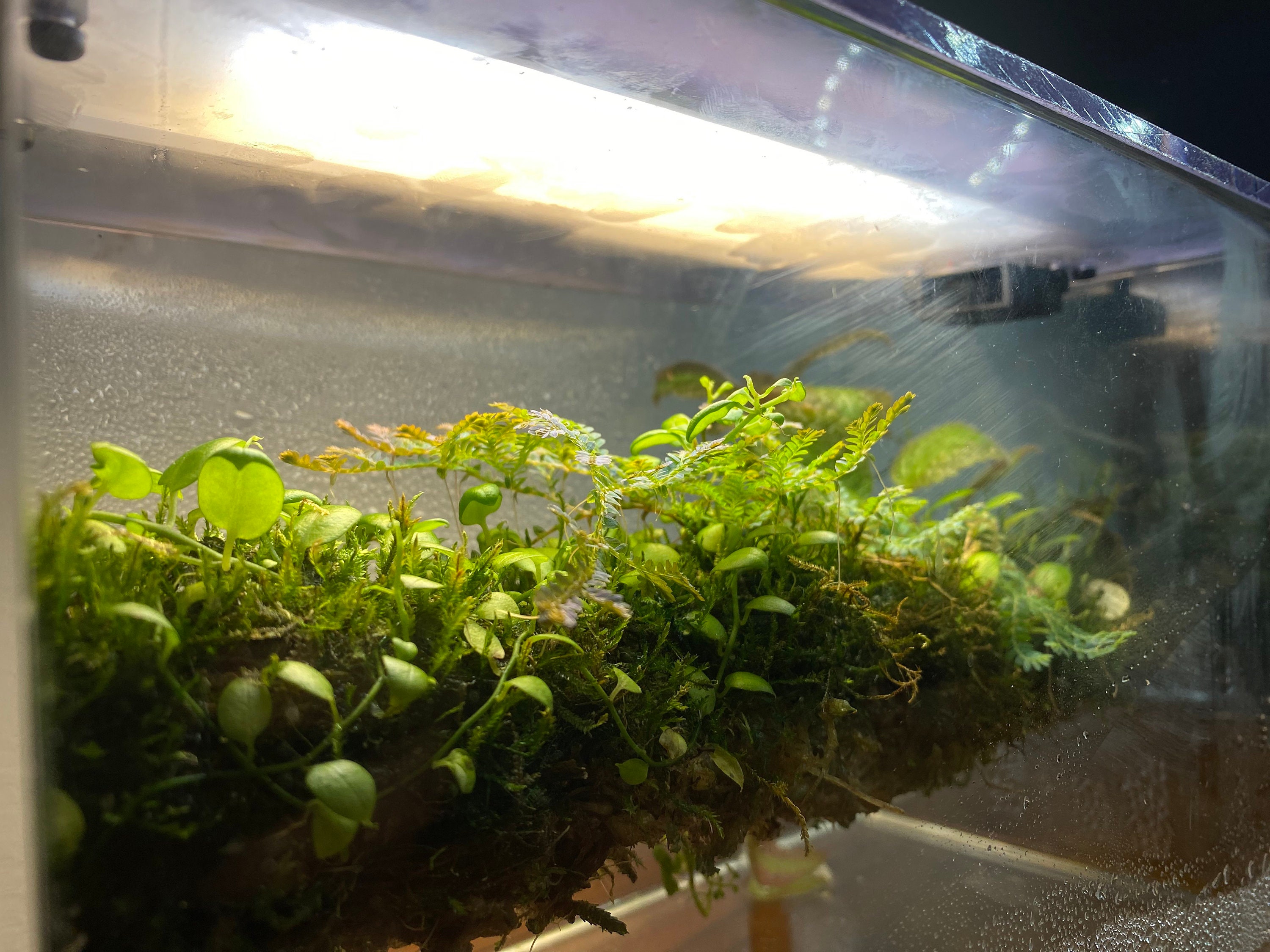 Mini Smart Terrarium - Metabotany Biome Box - Etsy