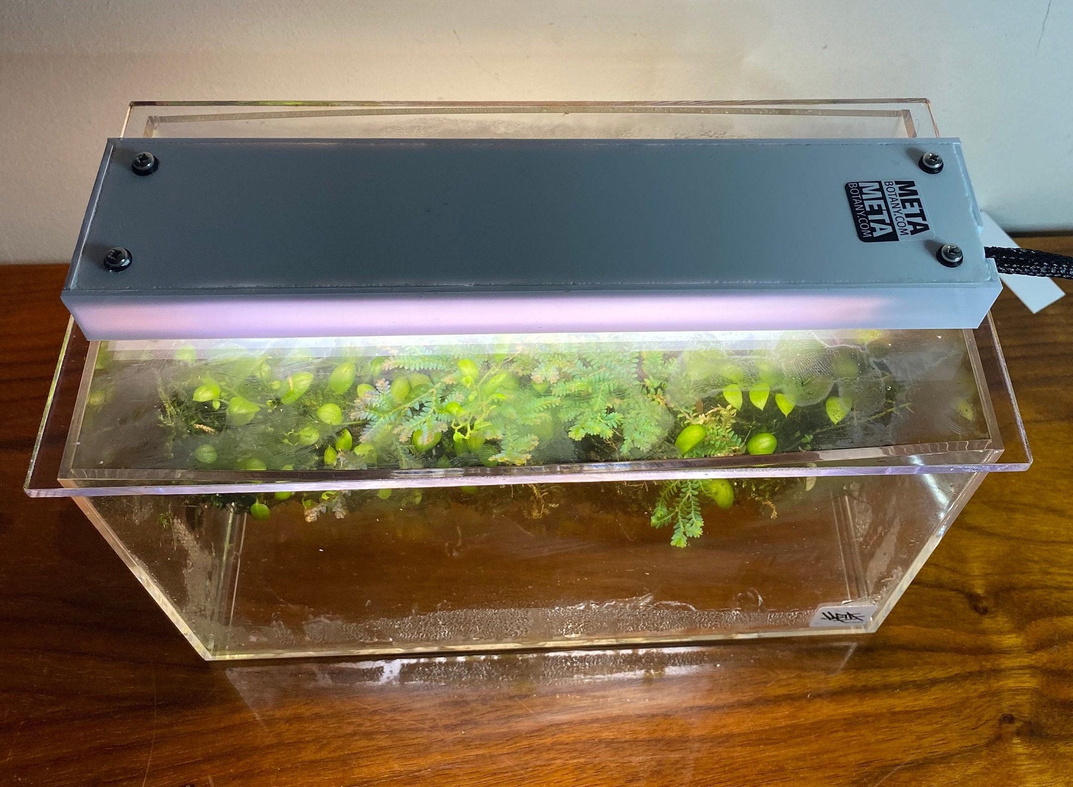 Mini Smart Terrarium - Metabotany Biome Box - Etsy
