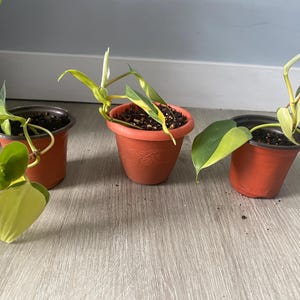 Philodendron Brasil, Brasil Philodendron, Variegated, Vine, Hanging plant