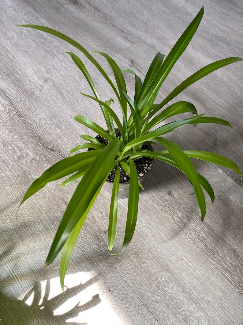 green-spider-plant-spider-plant-baby-spider-plants-etsy