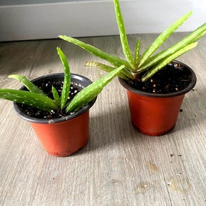 Aloe Plant, Aloe, Aloe Vera